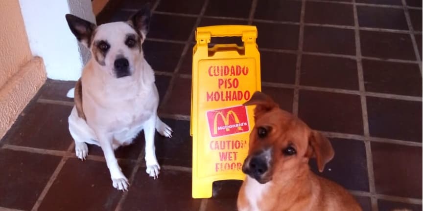 Cachorras